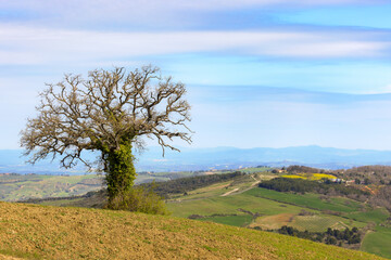 Solitary tree in spring in the Val d'Orcia in Tuscany, Italy.