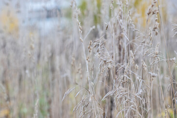 Selective focus. Abstract background with autumn grass. Macro.