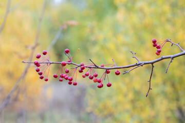 Selective focus, small red fruits of an apple tree in close-up on a branch. Abstract autumn background