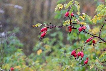 Selective focus, small red rosehip fruits close-up on a branch. Abstract autumn background.