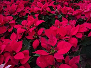Close up on bright red poinsettias (Euphorbia pulcherrima)