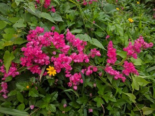 Small pink flowers of Coral Vine (Antigonon leptopus) which attracts pollinators