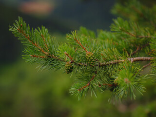 Green european forest landscape. beautiful nature of Switzerland and France in summer time