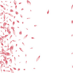Color Sakura Petal Vector White Background.
