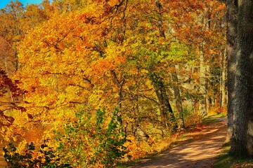 autumn in the forest