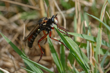 Robber fly (Dasypogon diadema) - Asilidae family