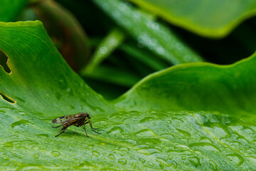 a Rhagio fly sitting on a wet green leaf between water drops. Rhagio is a worldwide genus of predatory snipe flies