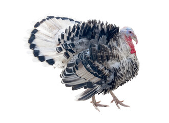 Turkey bird isolated on white background. Turkey-cock isolated.