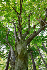 standing under a tree looking up on branches