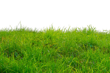 Green grass isolated on white background