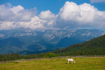 Mountain landscape with a white horse grazing