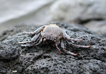 Close-up photo of a black crab. The body and legs are visible and it is lying on black lava stone.