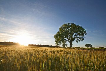 Champs céréales Occitanie Hérault agriculture près de Montpellier soleil lumière du soir arbre...