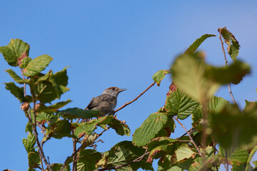 Weibchen der Mönchsgrasmücke (Sylvia atricapilla)