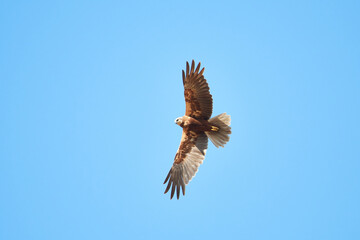 Obraz premium Weibliche Rohrweihe auf Jagd