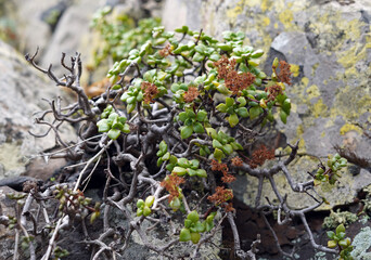 A wild plant in the Canary Islands. This is a succulent that grows on a rock.