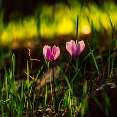 Vibrant pink cyclamen flowers in the meadows. Fall and winter relaxing image with natural earthy colors.