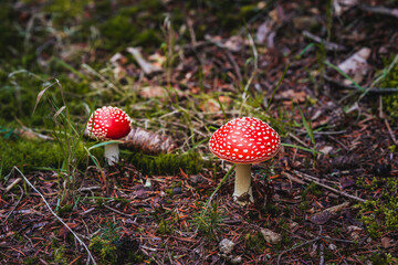Closeup of wild mushrooms growing in Bavarian forests, Germany