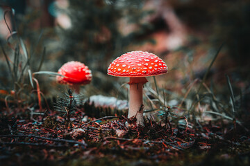 Closeup of wild mushrooms growing in Bavarian forests, Germany