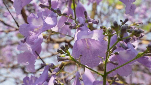 Macro: bunch of purple jacaranda flowers hang below tree in bloom
