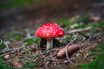 Closeup of wild mushrooms growing in Bavarian forests, Germany