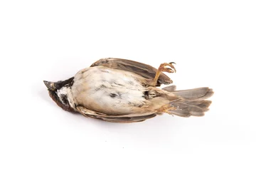Tuinposter dead sparrow bird isolated on white background. © zhikun sun