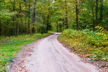 Fototapeta na wymiar Autumn forest scenery road of fall leaves. Gold foliage. Footpath in scene autumn forest nature.Nice September day in colorful forest, maple autumn trees road fall empty way.