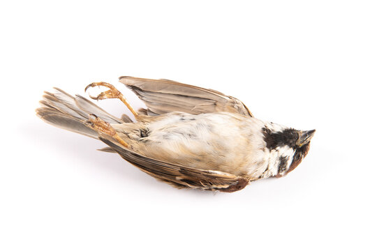 dead sparrow bird isolated on white background.