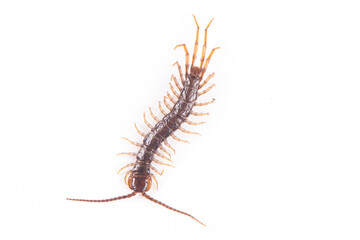a centipede isolated on white background