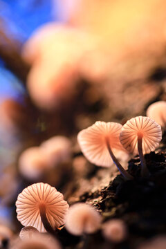 Gills of small mushrooms growing outdoors