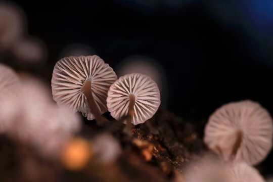 Gills of small mushrooms growing outdoors
