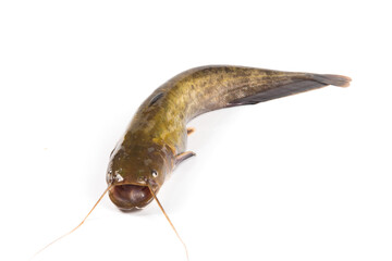 Wild fresh catfish isolated on a white background.