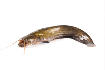 Wild fresh catfish isolated on a white background.
