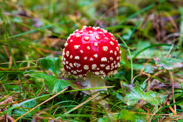 Fly Agaric Mushroom amidst leaves in forest