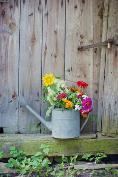 Bouquet of multi colored flowers in galvanized water can kept by wooden wall