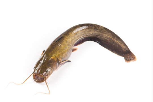 Wild fresh catfish isolated on a white background.