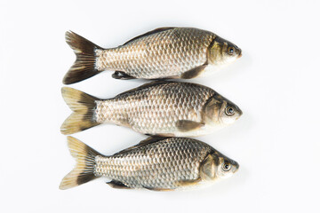 freshly freshwater fish Crucian carp isolated on white background