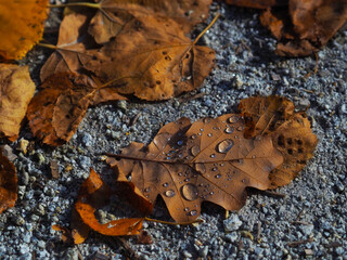 Raindrops on dry autumn, brown leaves on the ground.