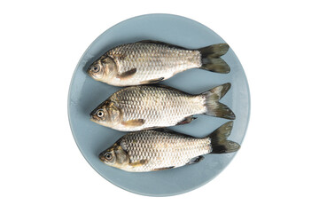 Freshly freshwater fish Crucian carp in plate isolated on white background