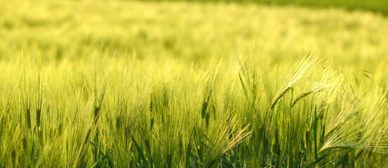 Green unripe cultivated barley (Hordeum Vulgare) field in countryside