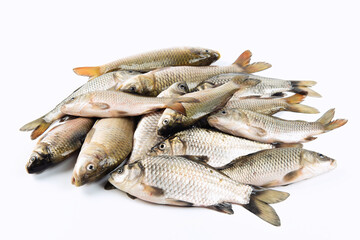 heap of freshly freshwater fish Crucian carp isolated on white background