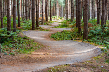 UK, England, Winding forest footpath in Cannock Chase