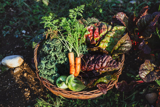 Vegetables kept in basket on sunny day