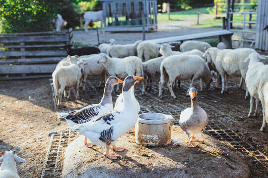 Geese and sheeps at poultry farm