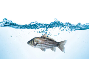 Naklejka premium Freshly Crucian carp fish swimming in water