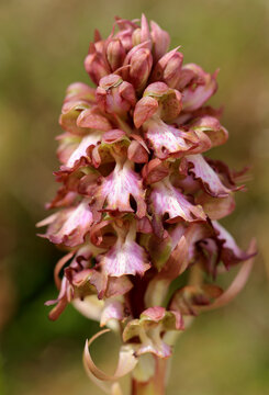 The giant orchid (Barlia robertiana) on the xerothermic grassland in Crete