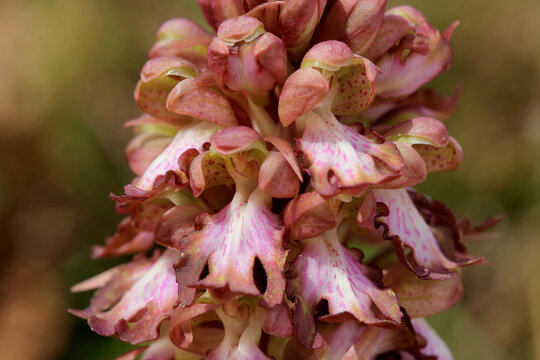 The giant orchid (Barlia robertiana) on the xerothermic grassland in Crete