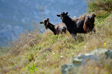 Obraz premium Goats in a pasture in the mountains of Crete