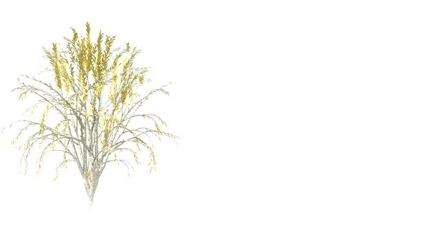 white branch and yellow leaves swaying tree animation with white background in autumn season.