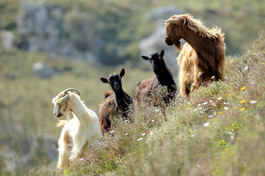 Goats in a pasture in the mountains of Crete